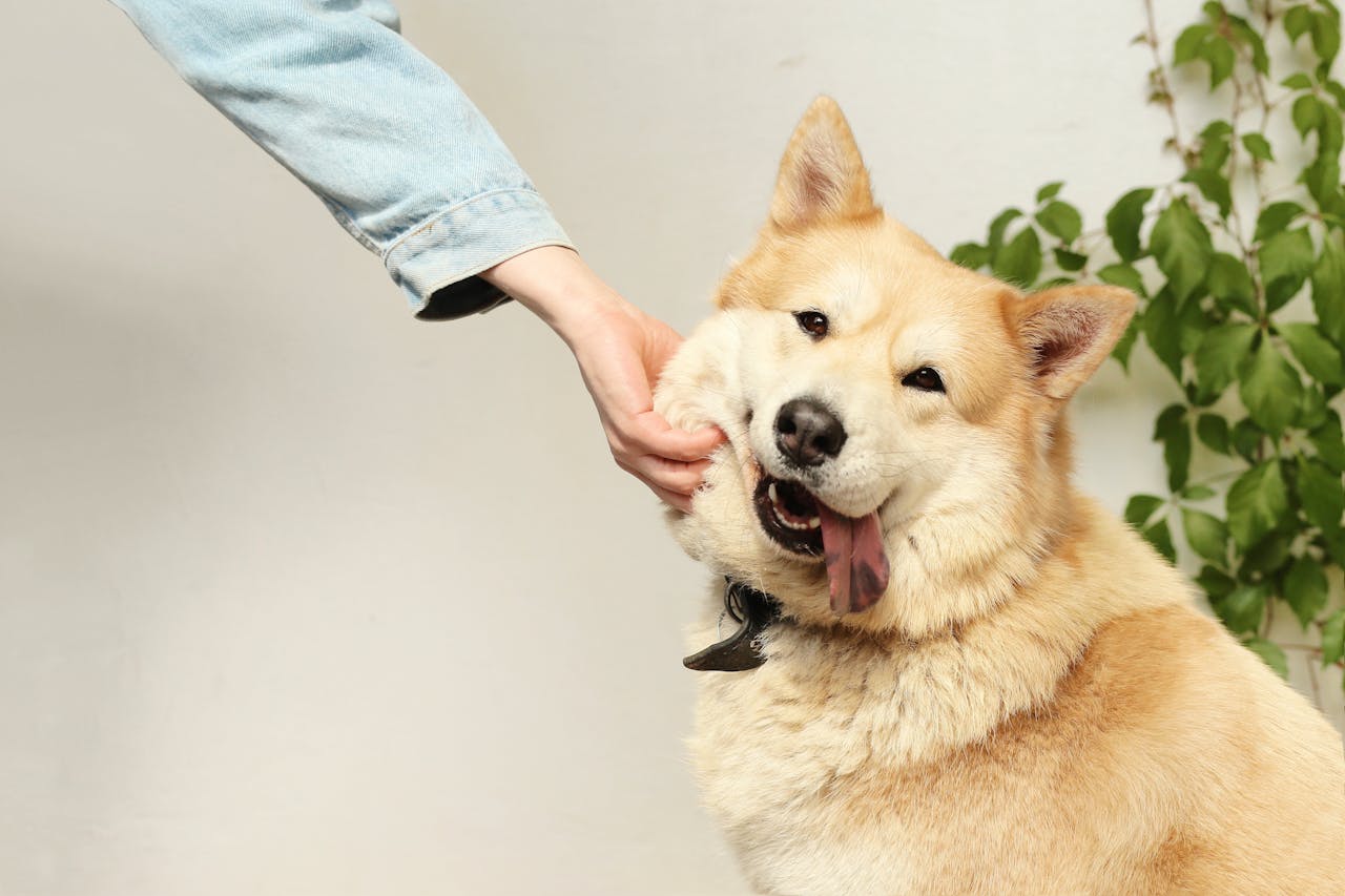calm dog owner hand shoulder indoor