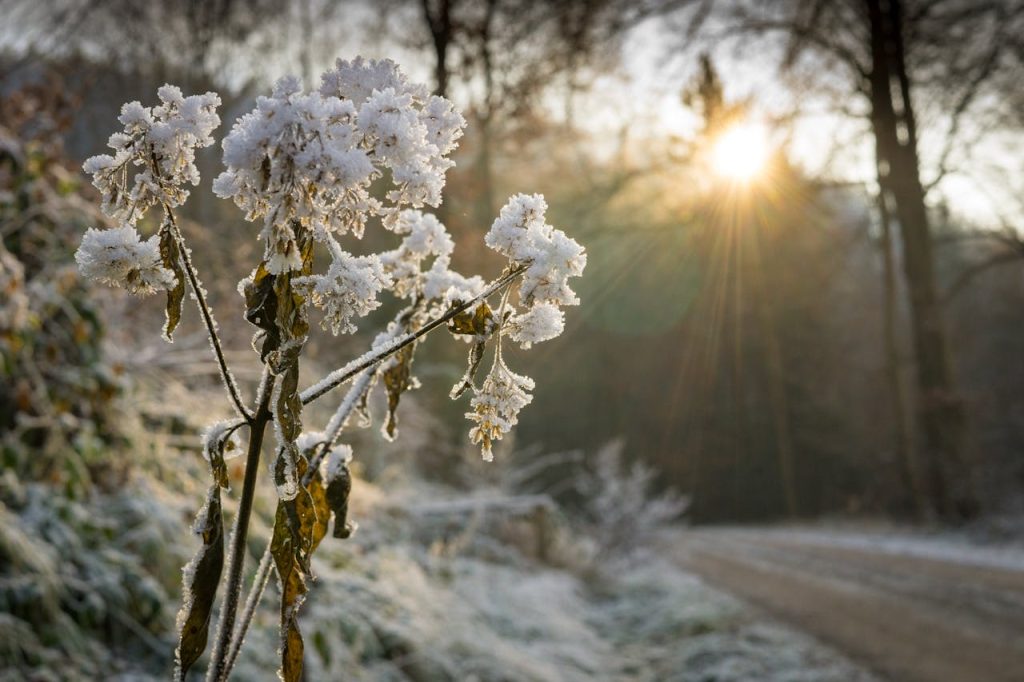 frost damaged flowers garden