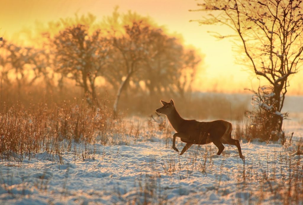 wild deer natural habitat winter dawn