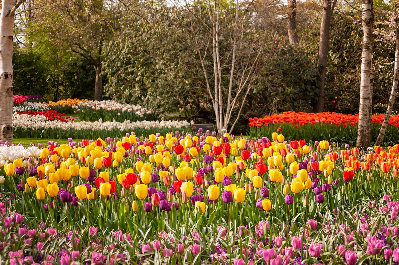 native garden backyard pollinator flowers