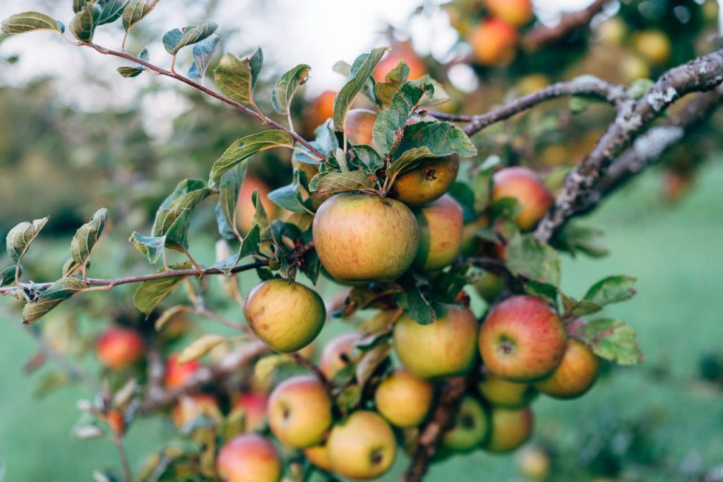 apple tree