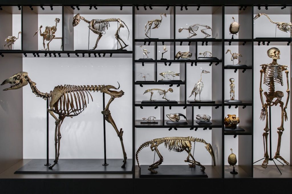 wild ox skeleton museum