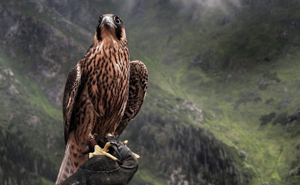 Peregrine Falcon