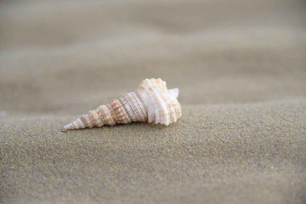 cone snail shell on sand close up