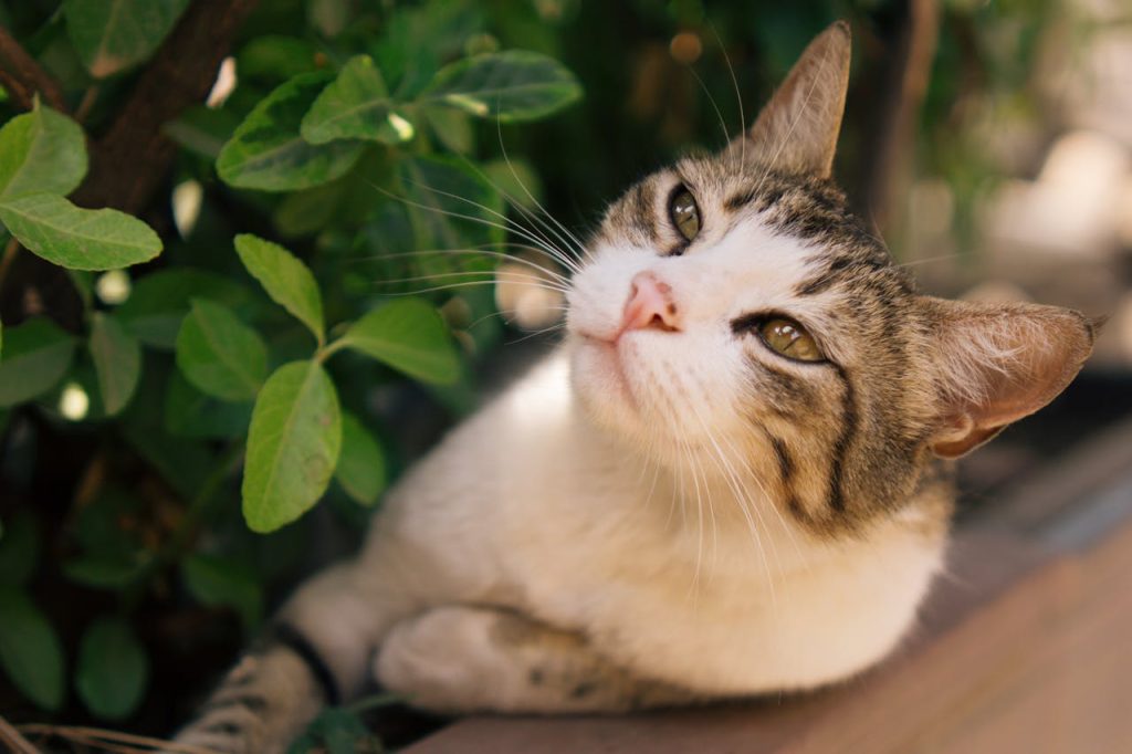 cat and houseplants