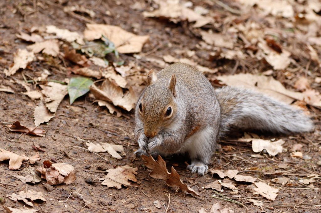 gray squirrel woodland