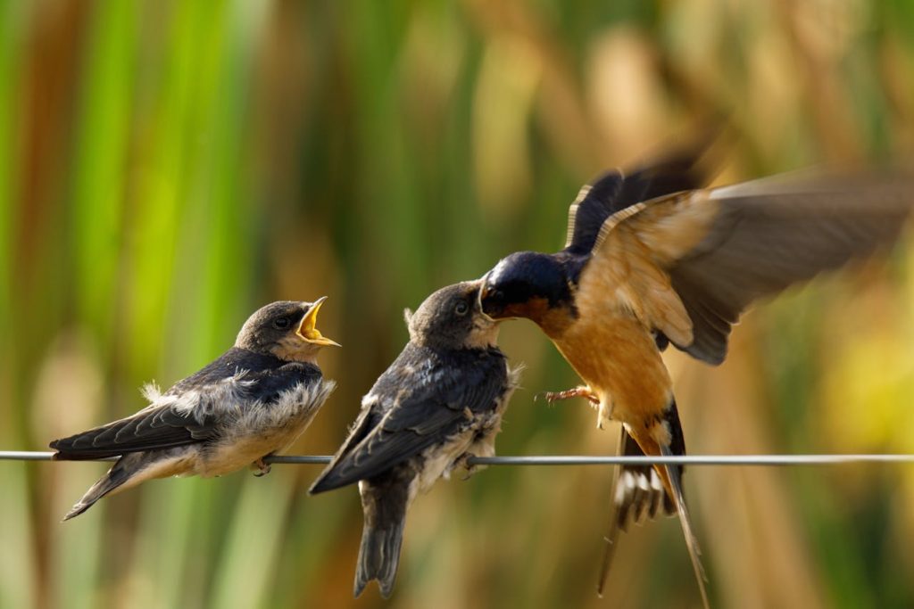 parent bird feeding chick