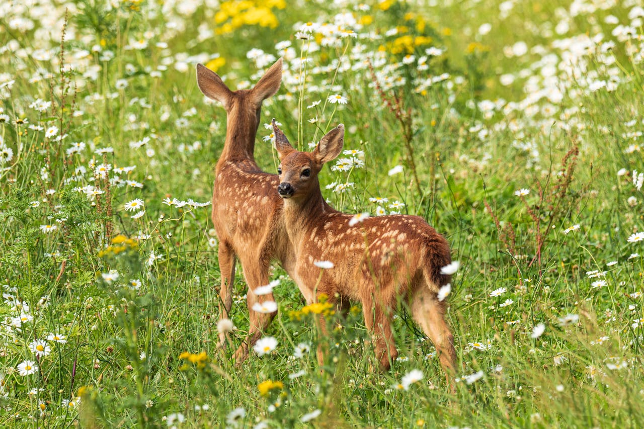 deer eating flower