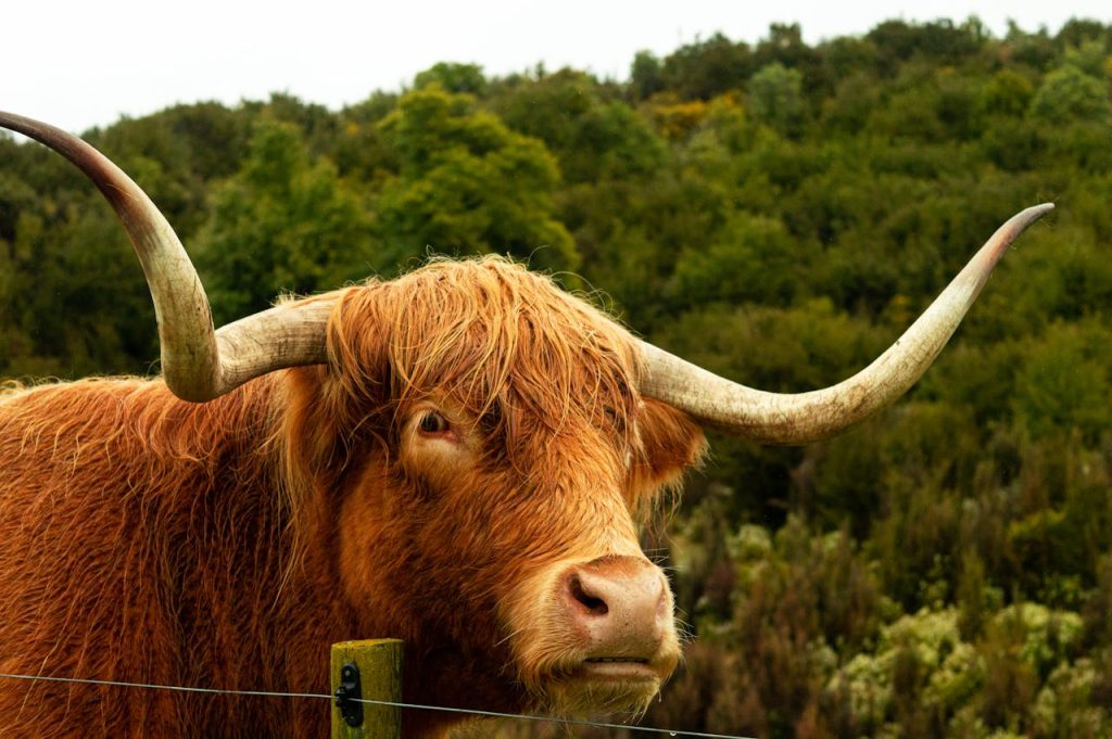 Highland cow