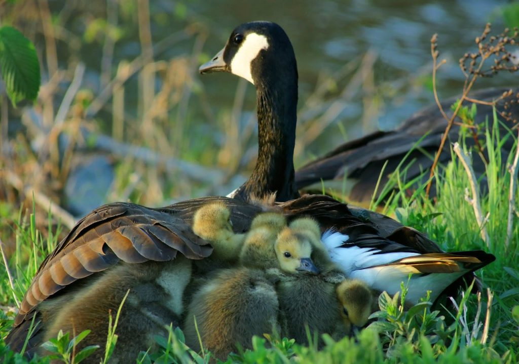 canada goose nest pair male guarding female incubating