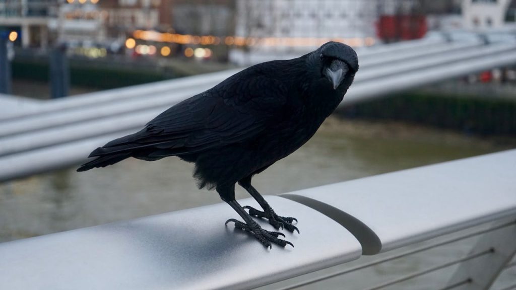 crow intelligence experiment