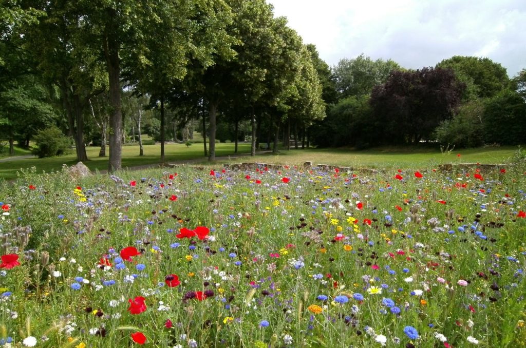 early stage flower meadow