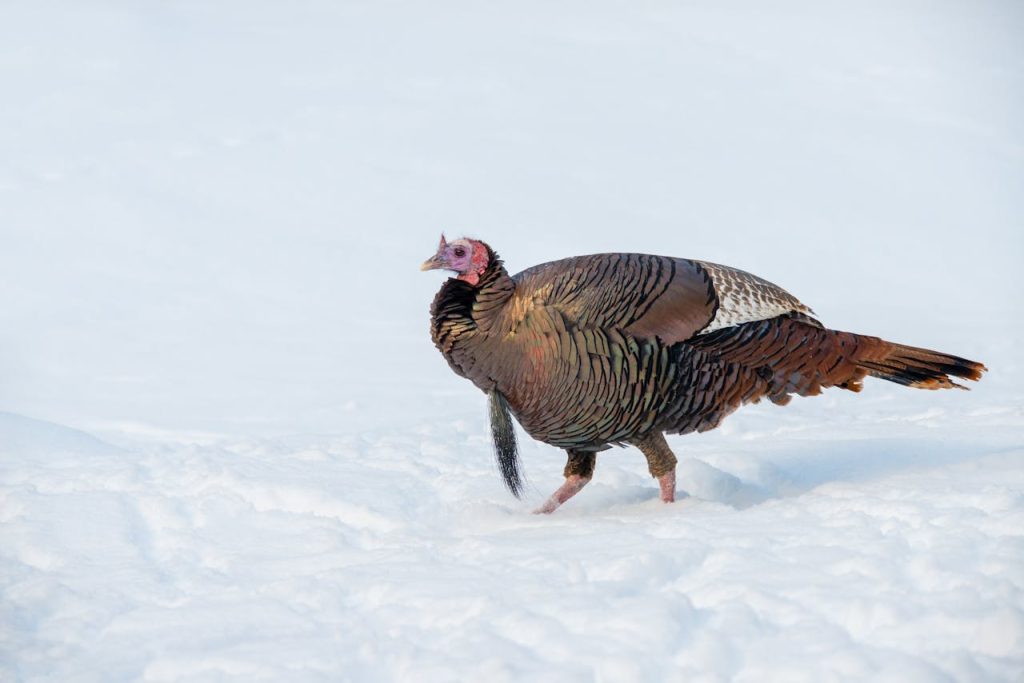 turkey in snow