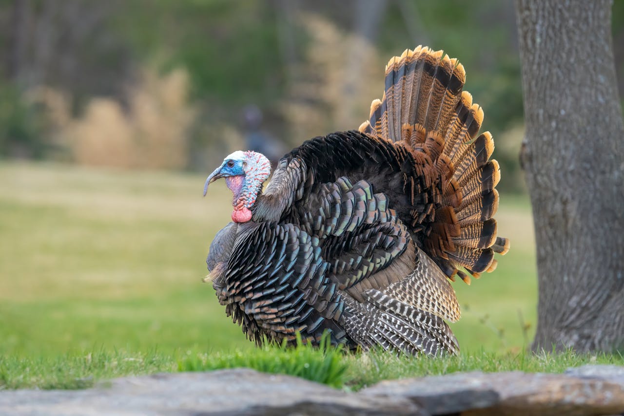 What the Latest Kansas Numbers Actually Say