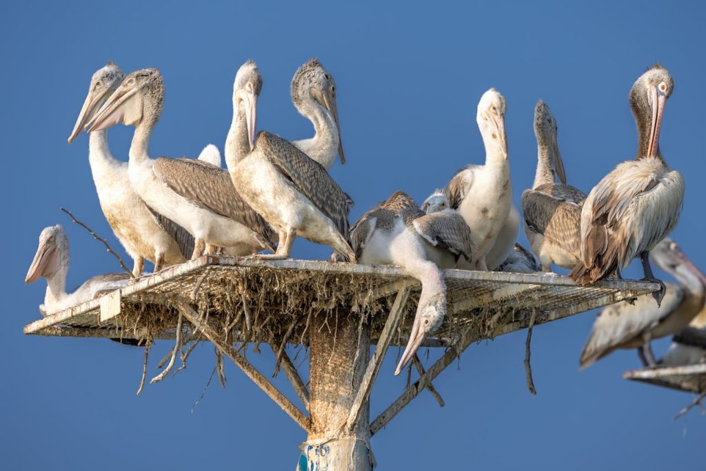 pelican colony baby birds feeding behavior