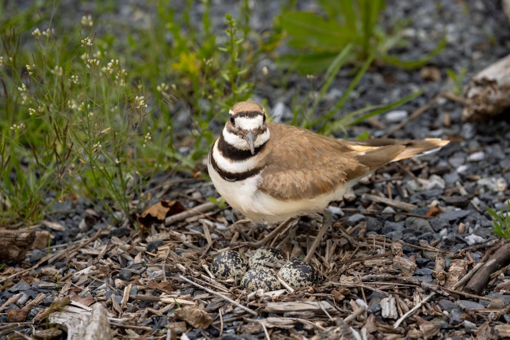 killdeer broken wing display ground nest