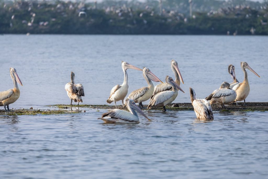 pelican species comparison coastal and inland habitat