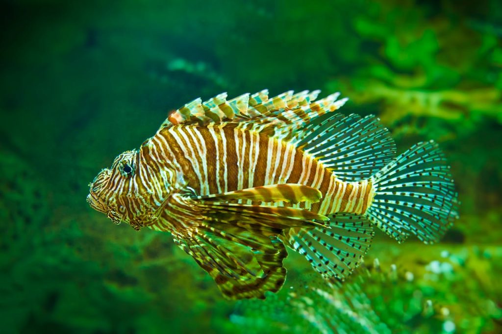 lionfish