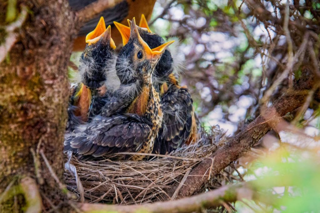 baby bird in nest tree