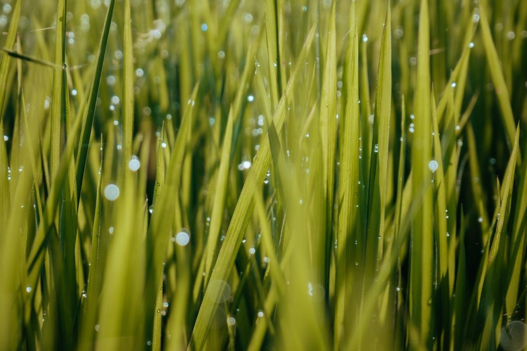 lawn thatch close up wet grass blades