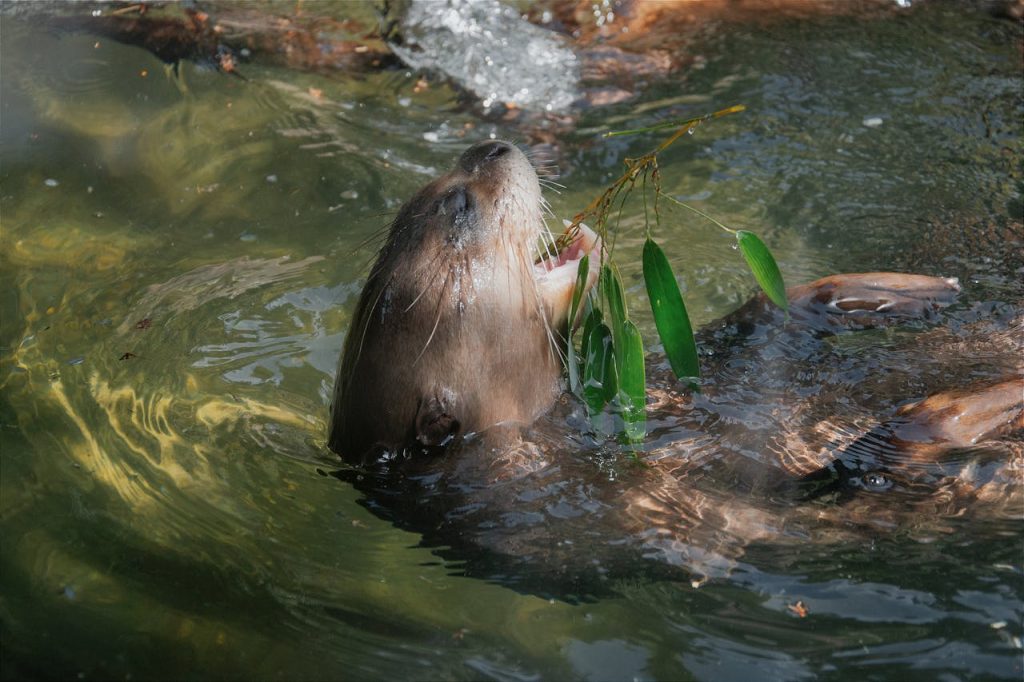 otter in water