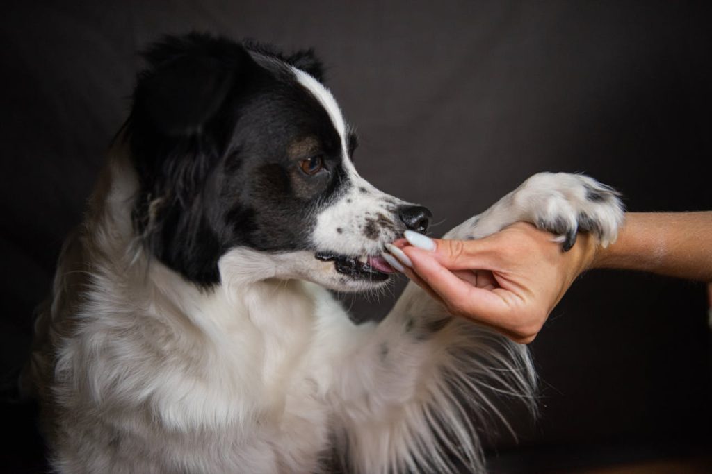 dog nudge hand close up