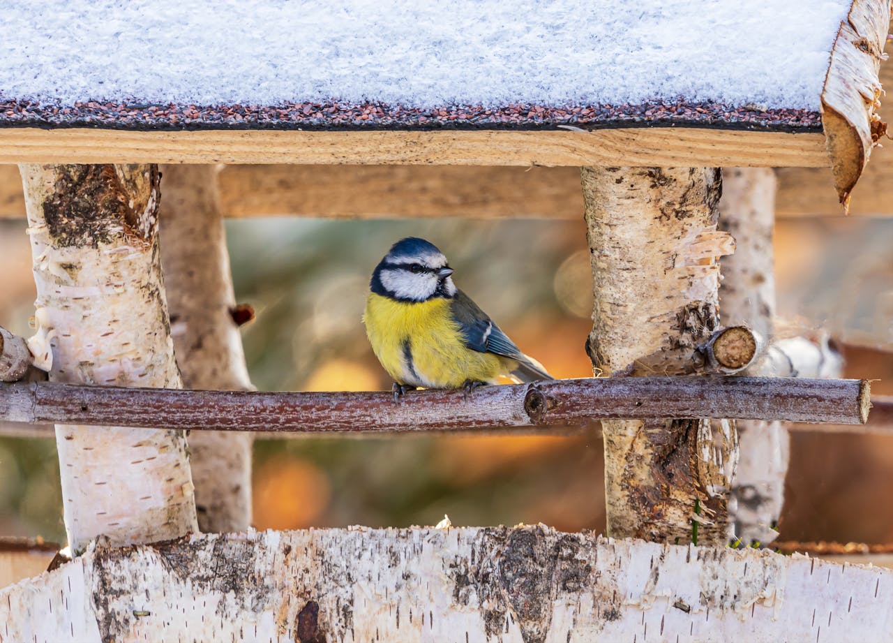 Bird Friendly Feeders Can Backfire During the Great Backyard Bird Count If Hygiene Is Ignored