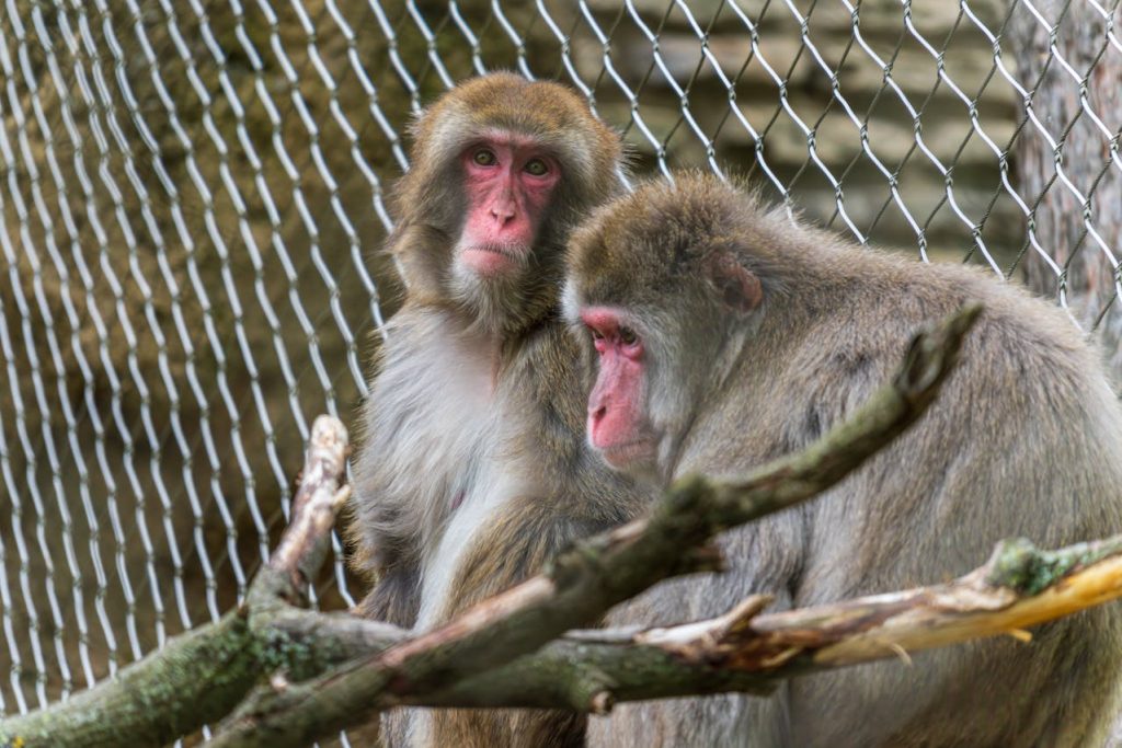 macaque behind fence