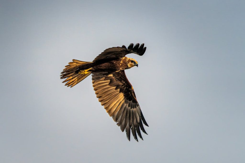 bird of prey flight rainforest