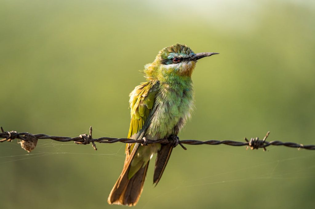 bee eater green red throat
