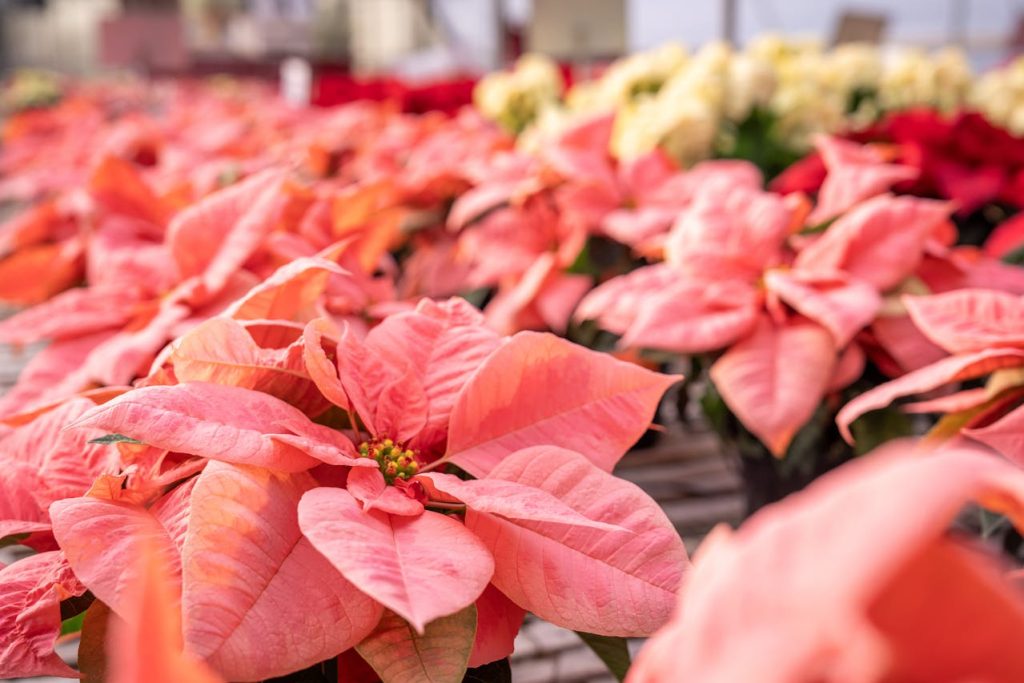 poinsettia plant indoor