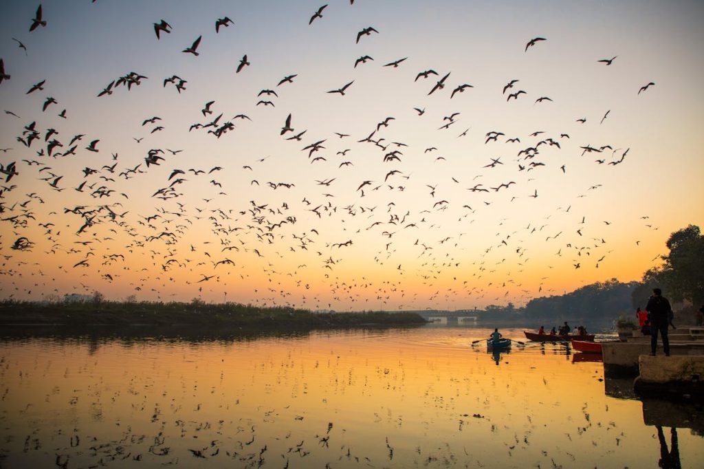 migratory birds wetland sunrise