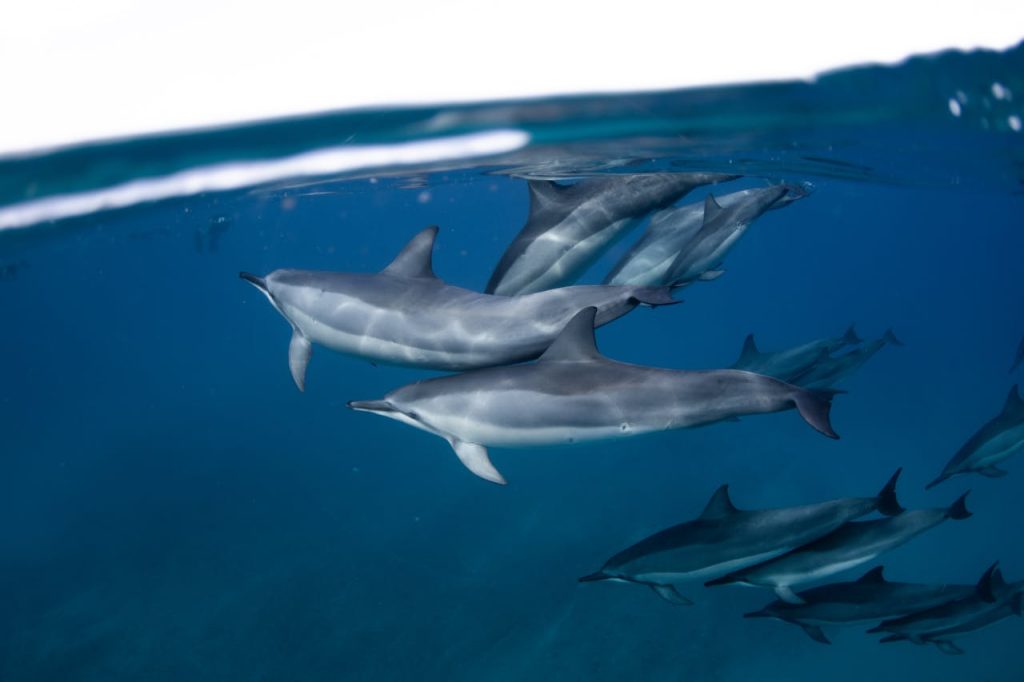 spinner dolphins hawaii