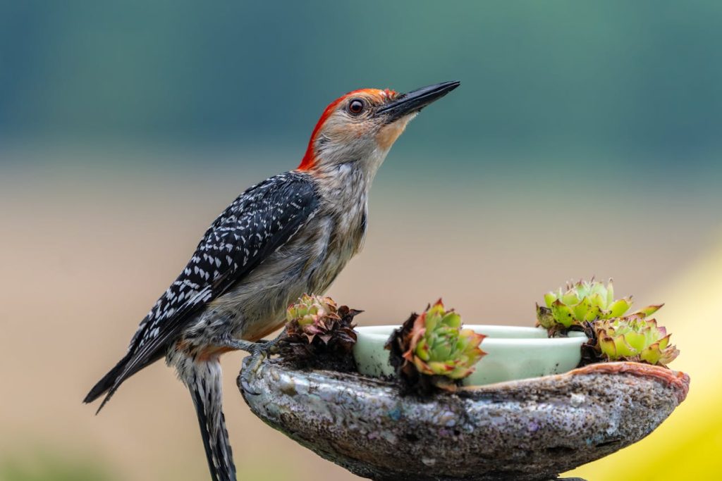 Red-Bellied Woodpecker