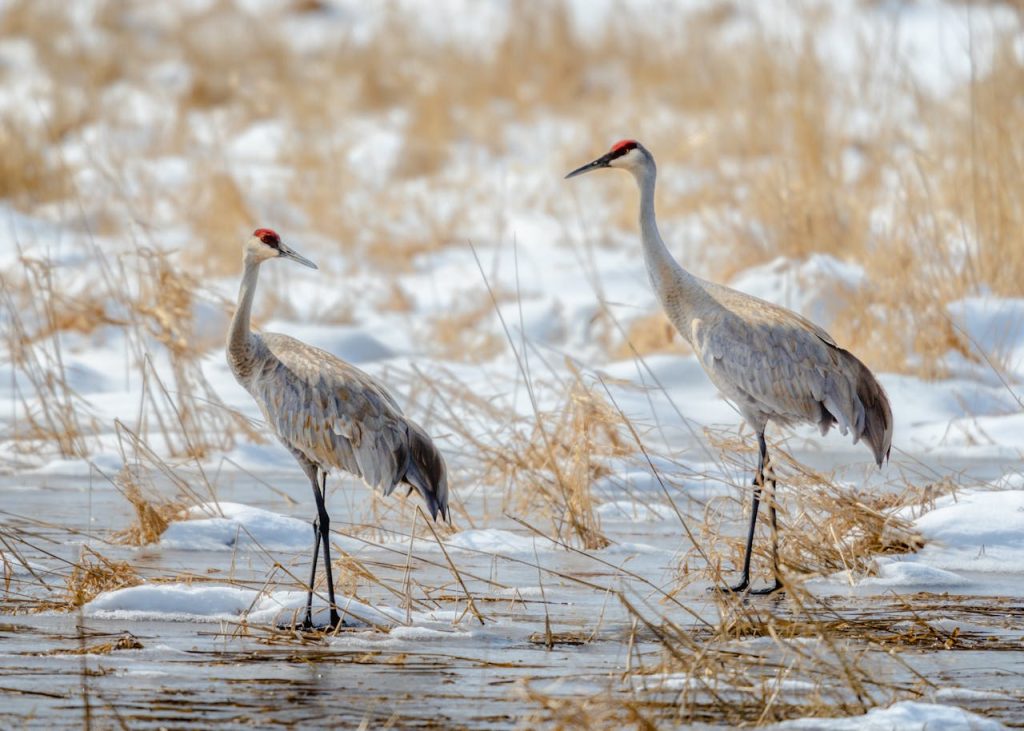 sandhill cranes sunrise river