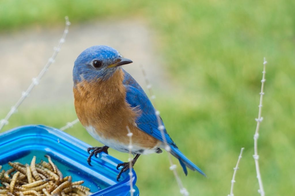 eastern bluebird nest box