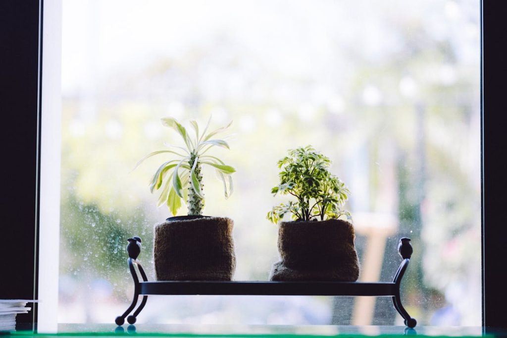 different houseplants light requirements