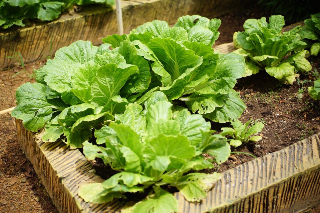 raised bed drainage problem