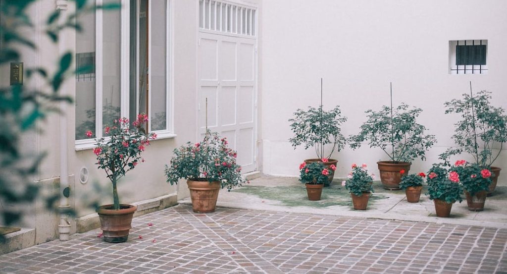 white crust on flower pot