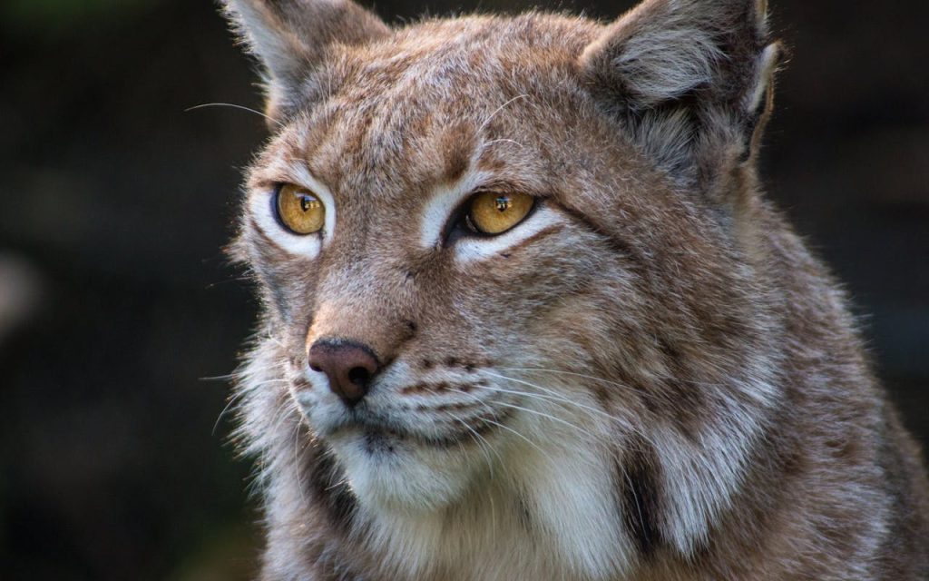 bobcats