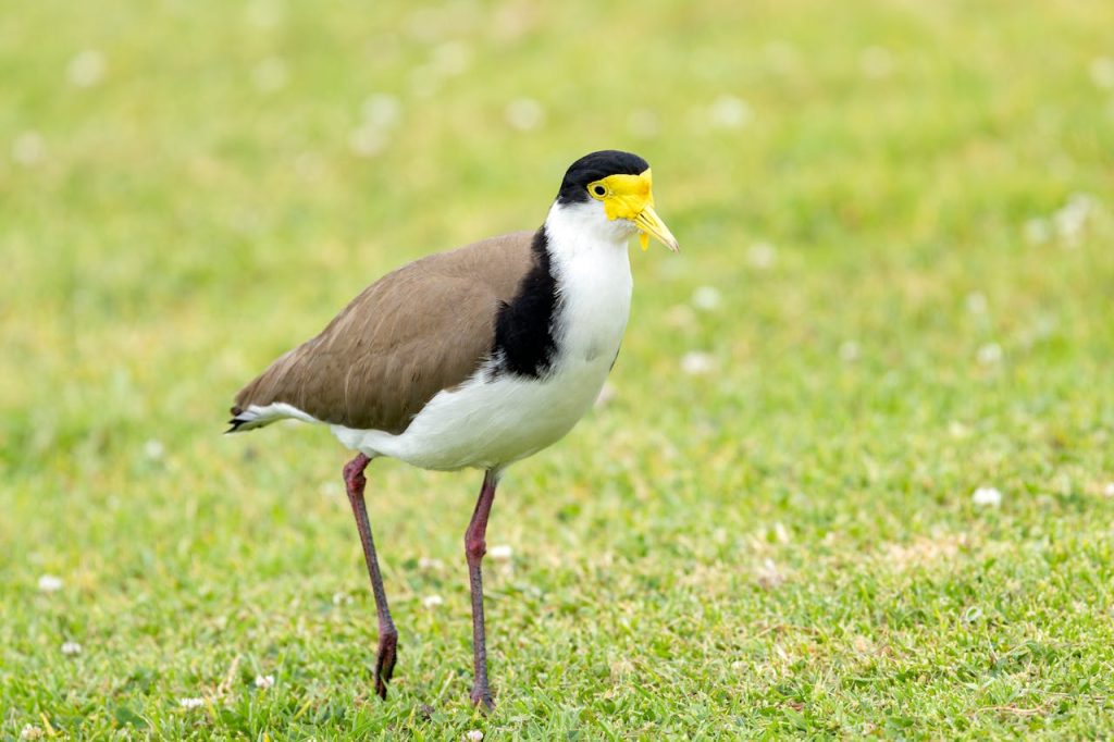 masked lapwing plover swooping grass field