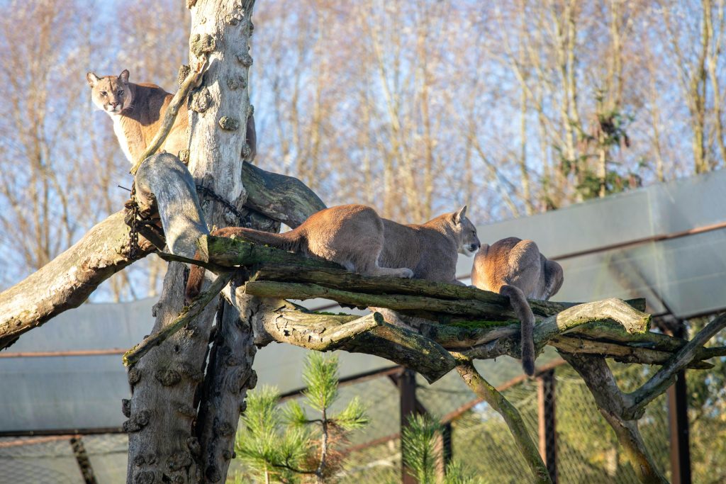 Cougars Resting on Tree Branch