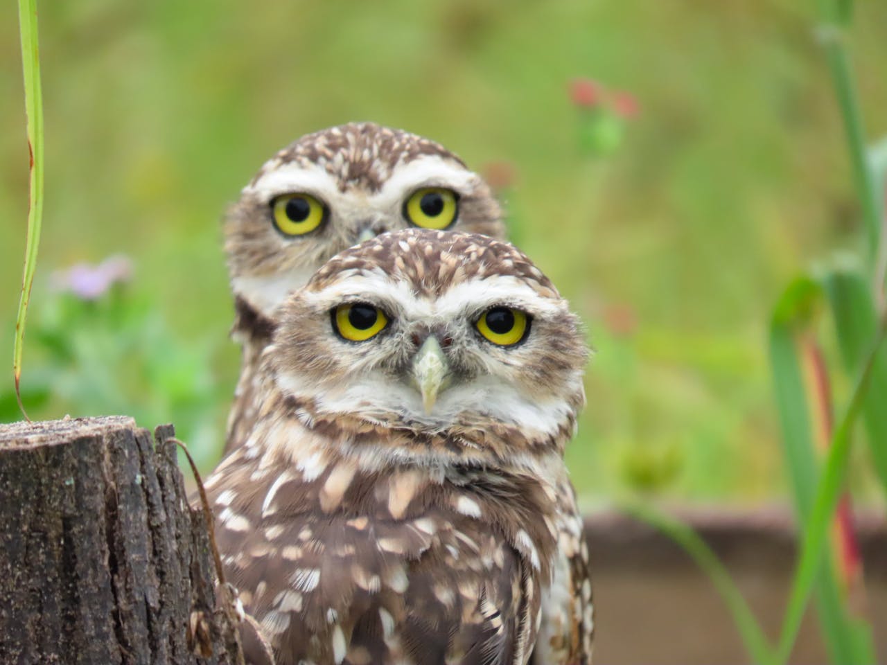 14 Animals Protected by Law Where One Touch Can Trigger Serious Penalties