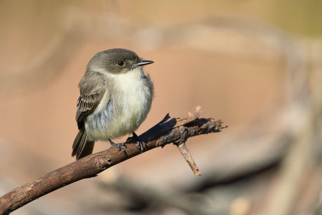 eastern phoebe perched
