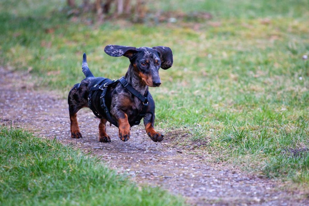 Miniature Dachshund dog