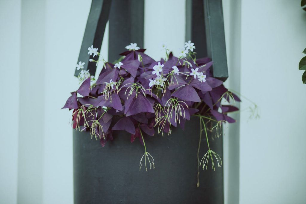 oxalis triangularis purple shamrock