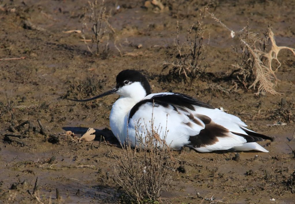 American avocet
