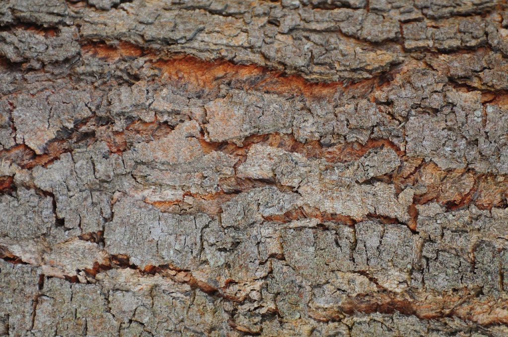tree bark crack vertical