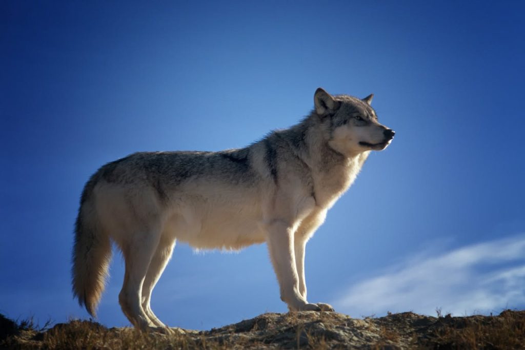 gray wolf