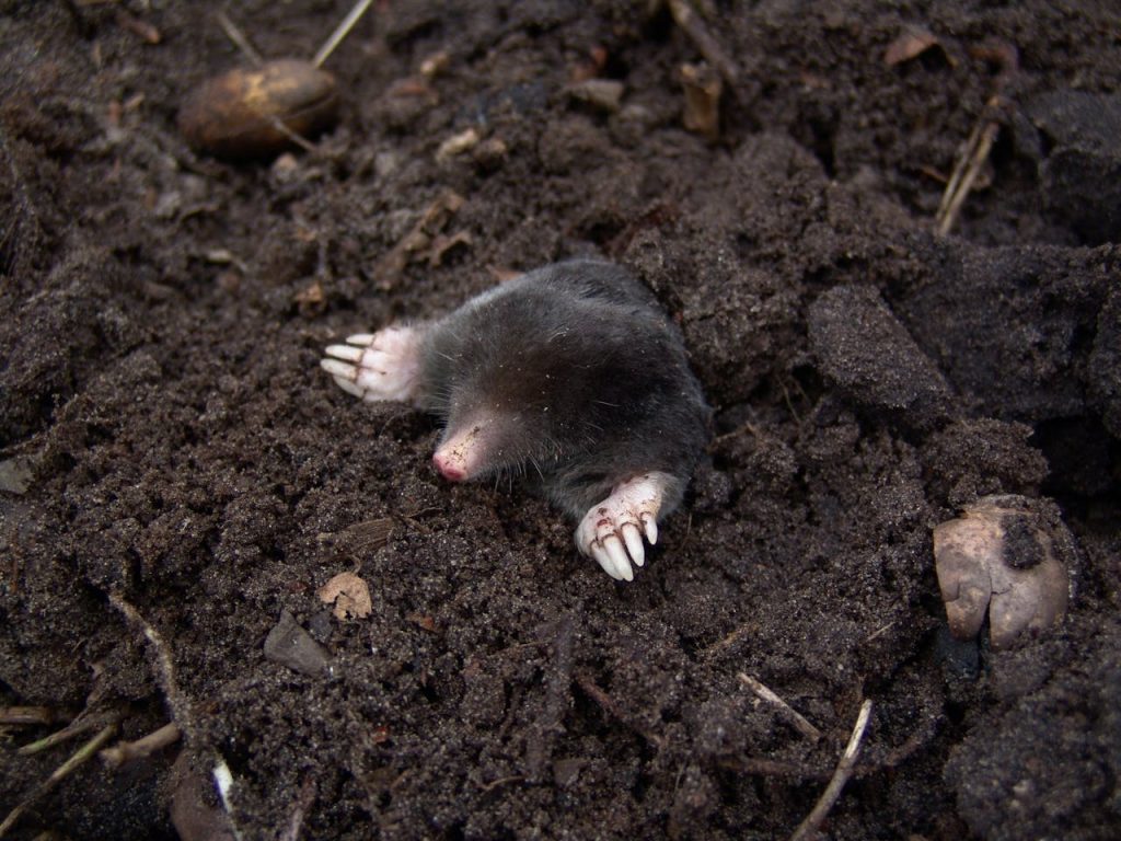 mole in grass